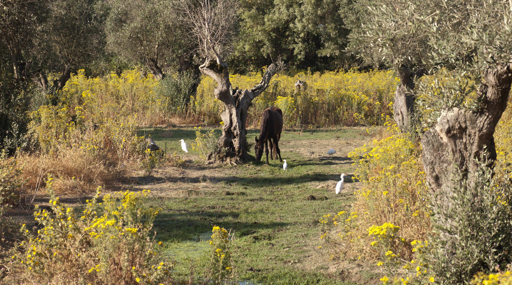 Quinta Dos Alamos Agroturismo Villa Golegã Kültér fotó