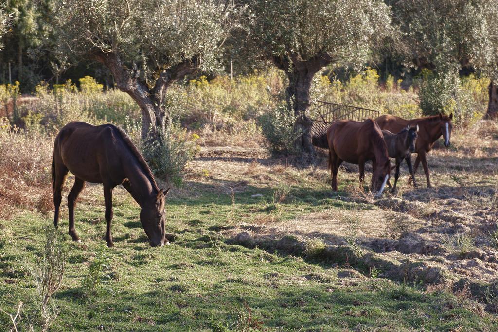 Quinta Dos Alamos Agroturismo Villa Golegã Kültér fotó